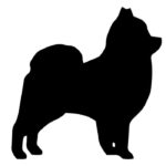 Samolepka na auto Pomeranian